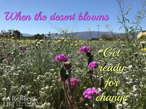 Desert flowers from Anza Borego Springs with Resilience Expert Elizabeth Van Tassel
