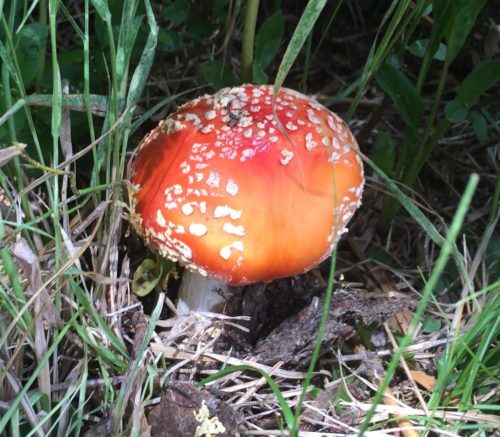 Red Toadstool mushroom with author Elizabeth Van Tassel