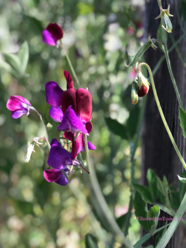 Purple sweet pea blossoms at Filoli Gardens with author Elizabeth Van Tassel