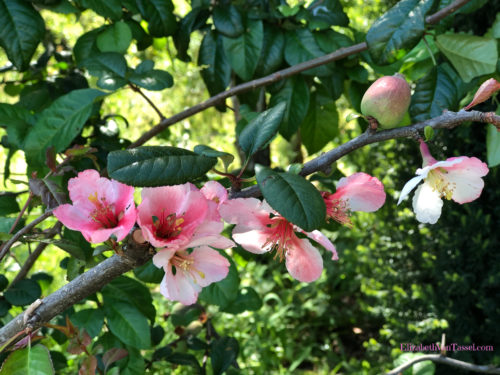 Apple blossoms at Filoli Gardens with author Elizabeth Van Tassel