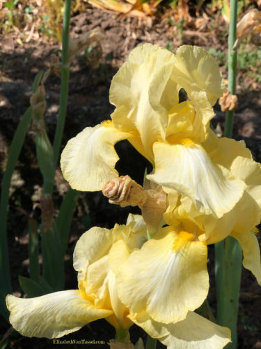 Yellow iris at Filoli gardens with author Elizabeth Van Tassel