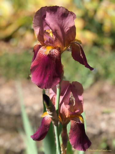 Red and gold iris at Filoli Gardens with author Elizabeth Van Tassel