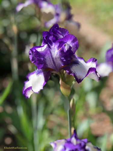Purple and white iris at Filoli Gardens with author Elizabeth Van Tassel
