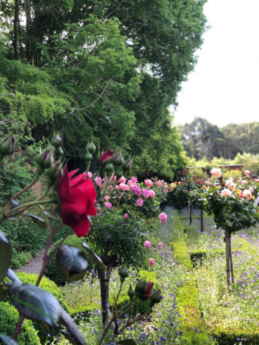 Roses and gardens at Filoli with author Elizabeth Van Tassel