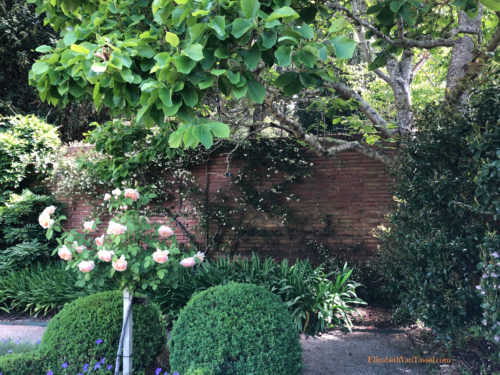 Under the Elizabeth magnolia tree at Filioli Gardens with author Elizabeth Van Tassel