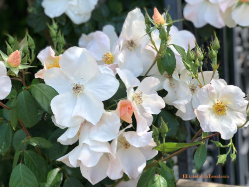 White climbing roses at Filoli Gardens with author Elizabeth Van Tassel