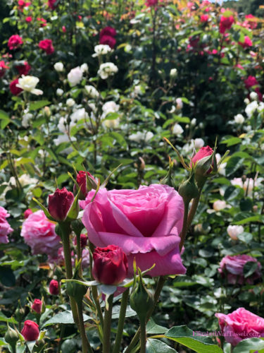 Hot pink roses at Filoli Gardens with author Elizabeth Van Tassel