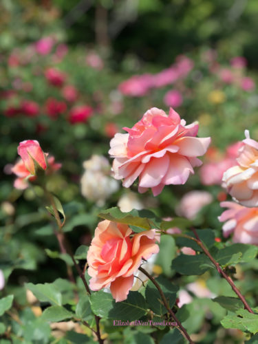Peach roses at Filoli Gardens with author Elizabeth Van Tassel