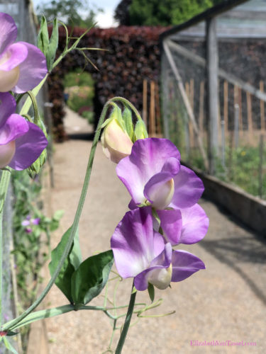 Purple and white sweet peas at Filoli Gardens with author Elizabeth Van Tassel
